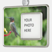 Ruby-Throated Hummingbird Bird Fotografy Rahmen-Ornament Silber (Links)