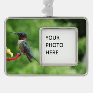 Ruby-Throated Hummingbird Bird Fotografy Rahmen-Ornament Silber