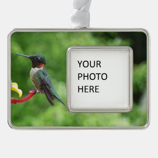 Ruby-Throated Hummingbird Bird Fotografy Rahmen-Ornament Silber (Vorderseite)