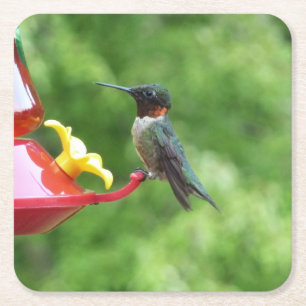 Ruby-Throated Hummingbird Bird Fotografy Rechteckiger Pappuntersetzer