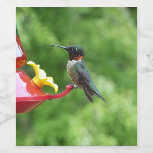Ruby-Throated Hummingbird Bird Fotografy Weinetikett (Einzelnes Label)
