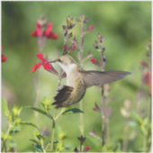 Ruby-Throated Hummingbird Cut Vinyl Aufkleber (Vorderseite)