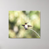 Ruby-Throated Hummingbird Design #4Q7A0015 Leinwanddruck (Vorderseite)