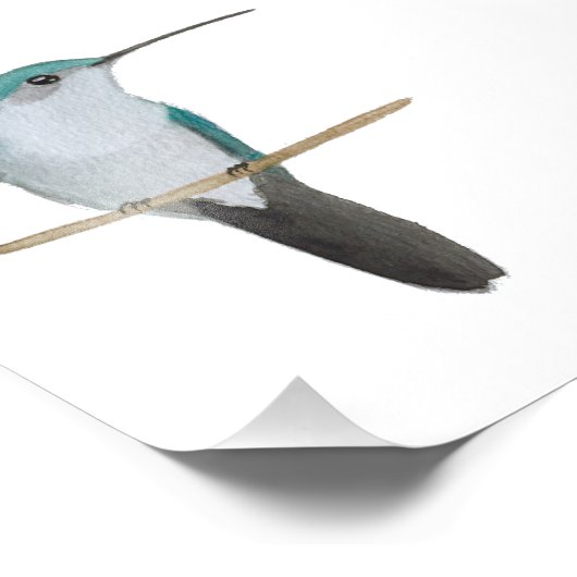 Ruby-throated Hummingbird Female Fotodruck (Ecke)