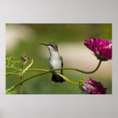 Ruby-throated Hummingbird Female Poster (Vorne)