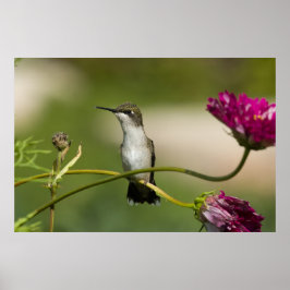 Ruby-throated Hummingbird Female Poster