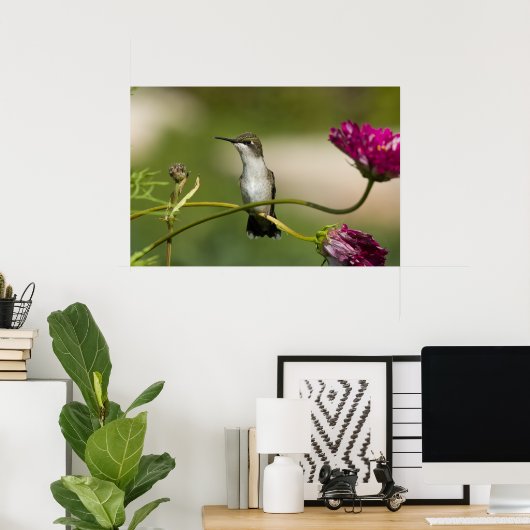 Ruby-throated Hummingbird Female Poster (Heimbüro)