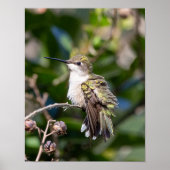 Ruby-Throated Hummingbird Fine Art Photography  Poster (Vorne)
