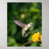 Ruby-Throated Hummingbird Fine Art Photography  Poster (Vorne)