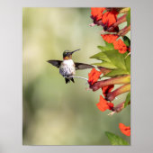 Ruby-Throated Hummingbird Fine Art Photography  Poster (Vorne)