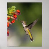 Ruby-Throated Hummingbird Fine Art Photography Poster (Vorne)