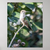Ruby-Throated Hummingbird Fine Art Photography Poster (Vorne)