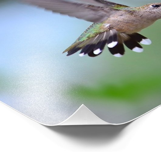 Ruby Throated Hummingbird Flying Fotodruck (Ecke)