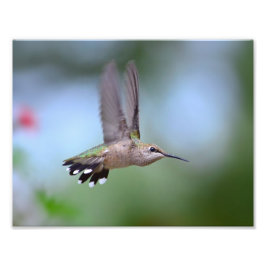 Ruby Throated Hummingbird Flying Fotodruck