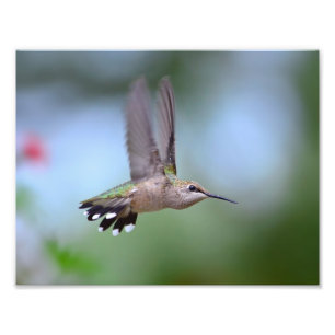 Ruby Throated Hummingbird Flying Fotodruck