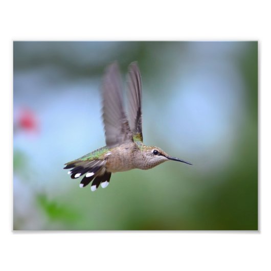 Ruby Throated Hummingbird Flying Fotodruck (Vorne)