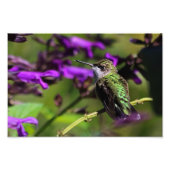 Ruby-throated Hummingbird Foto Print (Vorne)