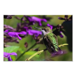 Ruby-throated Hummingbird Foto Print