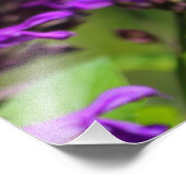 Ruby-throated Hummingbird Foto Print (Ecke)