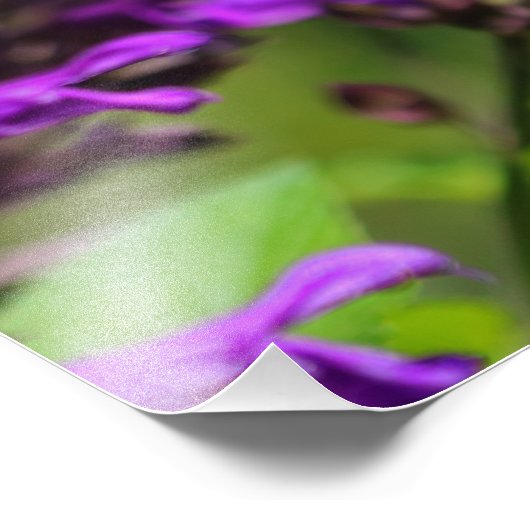 Ruby-throated Hummingbird Foto Print (Ecke)