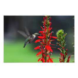 Ruby Throated Hummingbird Fotodruck