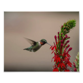 RUBY THROATED HUMMINGBIRD FOTODRUCK