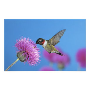 Ruby-throated Hummingbird Fotodruck