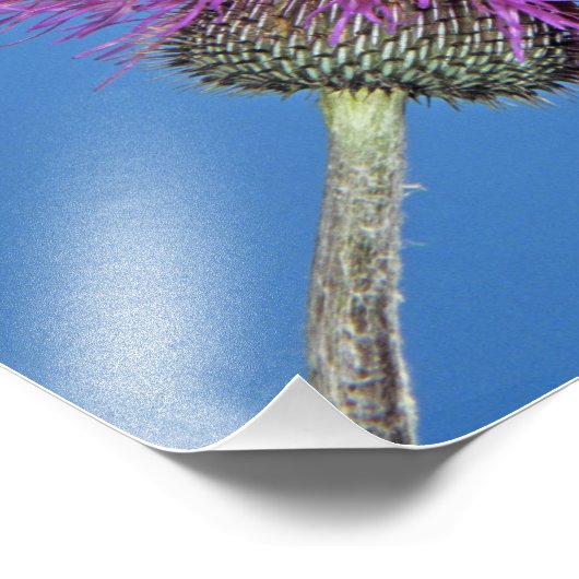 Ruby-throated Hummingbird Fotodruck (Ecke)