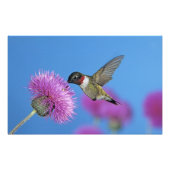 Ruby-throated Hummingbird Fotodruck (Vorne)