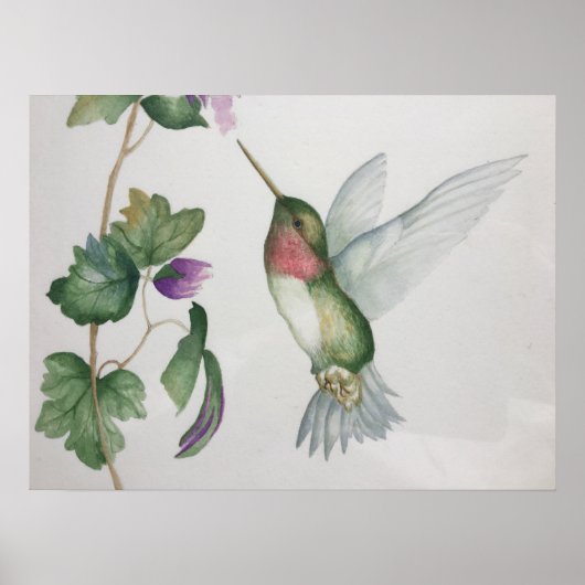 Ruby-throated Hummingbird Garden Poster (Vorne)