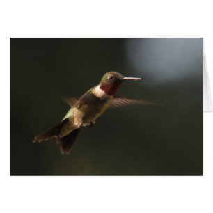 Ruby Throated Hummingbird im Flug