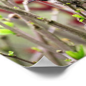 Ruby Throated Hummingbird in Spring  Poster (Ecke)