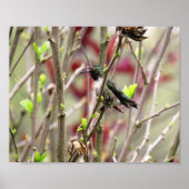 Ruby Throated Hummingbird in Spring  Poster (Vorne)