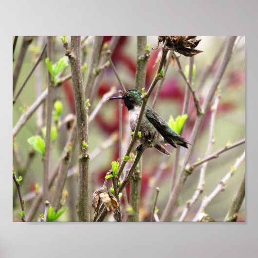 Ruby Throated Hummingbird in Spring  Poster (Vorne)
