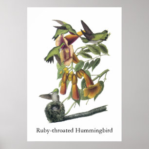 Ruby-throated Hummingbird, John Audubon Poster