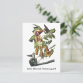Ruby-throated Hummingbird, John Audubon Postkarte (Stehend Vorderseite)