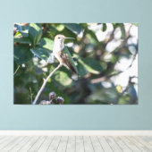 Ruby-Throated Hummingbird Juvenile Male Leinwanddruck (Insitu (Holzboden))