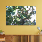 Ruby-Throated Hummingbird Juvenile Male Leinwanddruck (Insitu (Wohnzimmer))