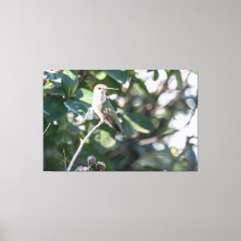 Ruby-Throated Hummingbird Juvenile Male Leinwanddruck
