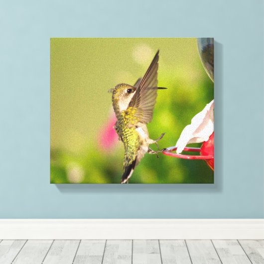 Ruby-Throated Hummingbird Leinwanddruck (Insitu (Holzboden))