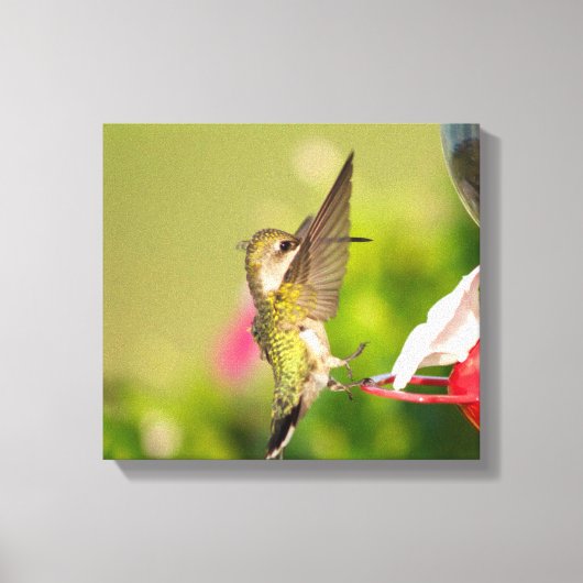 Ruby-Throated Hummingbird Leinwanddruck (Vorderseite)