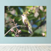Ruby-Throated Hummingbird Leinwanddruck (Insitu (Holzboden))