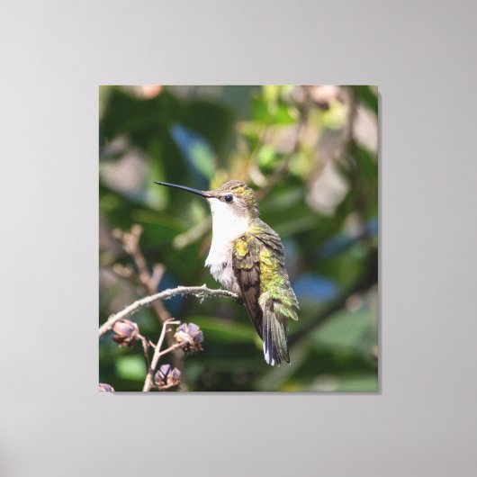 Ruby-Throated Hummingbird Leinwanddruck (Vorderseite)