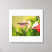 Ruby-Throated Hummingbird Leinwanddruck (Vorderseite)