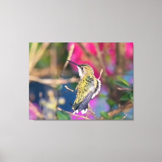 Ruby-Throated Hummingbird Leinwanddruck (Vorderseite)