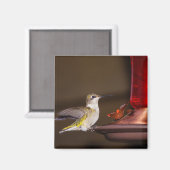 Ruby-throated Hummingbird Magnet (Vorderseite/Rückseite)