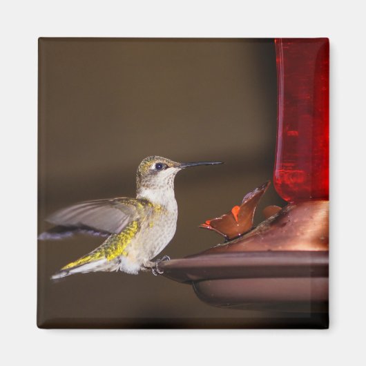 Ruby-throated Hummingbird Magnet (Vorne)