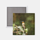 Ruby Throated Hummingbird Magnet (Vorderseite/Rückseite)