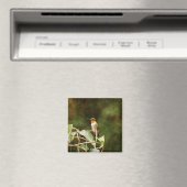 Ruby Throated Hummingbird Magnet (In Situ (Geschirrspüler))