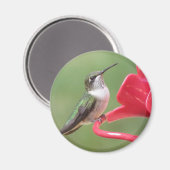 Ruby-throated Hummingbird-Magnet Magnet (Vorderseite/Rückseite)